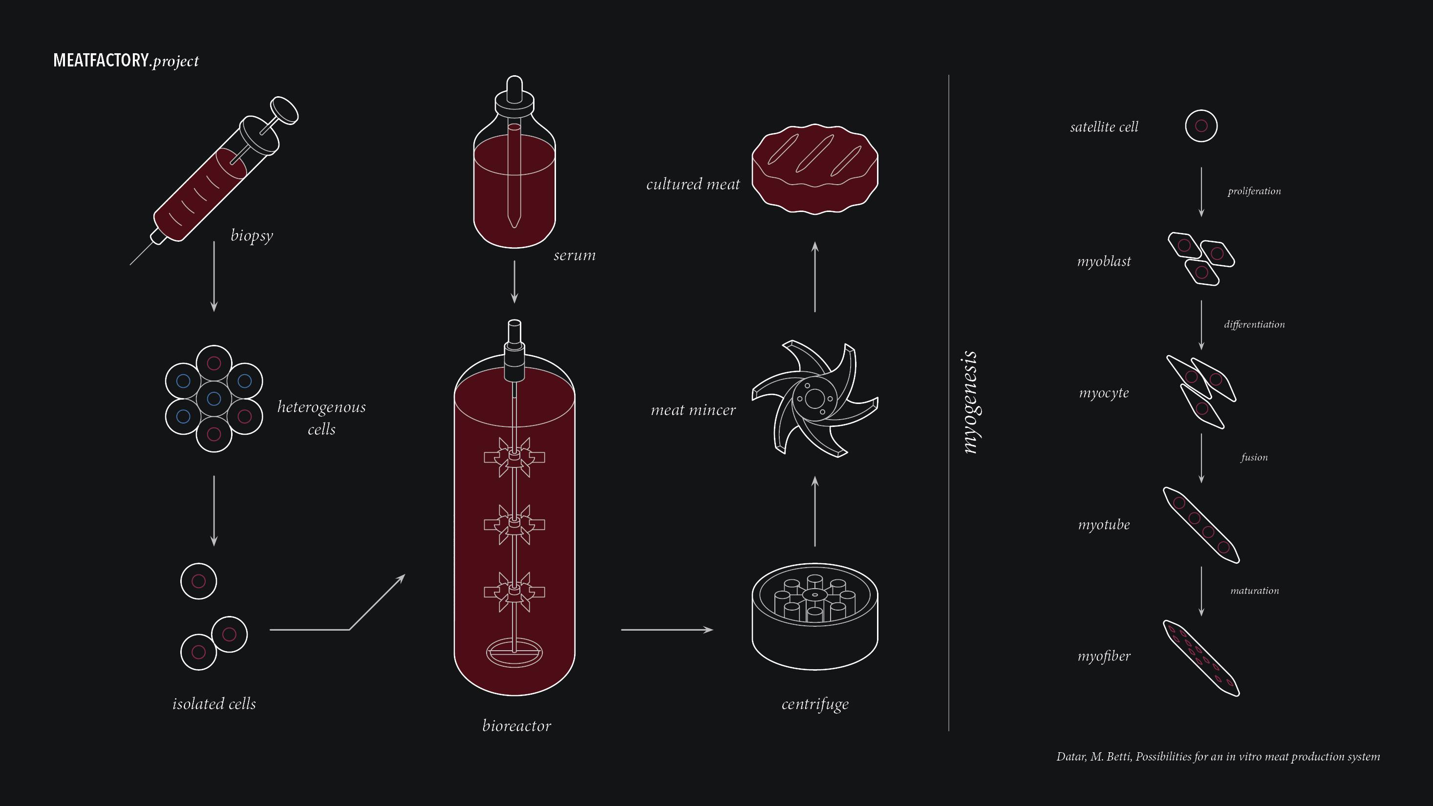 In vitro meat process explanation